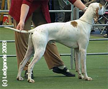 3rd Post Graduate Dog